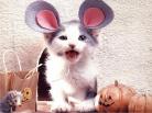 Cats 8