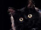 Cats 10
